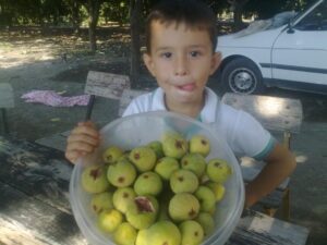 İncir babadan, zeytin dededen OCAĞINA İNCİR AĞACI DİKTİN…