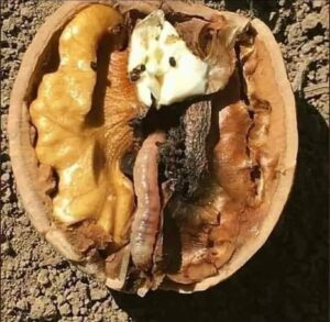 DÜNYA KURDU İNSAN!