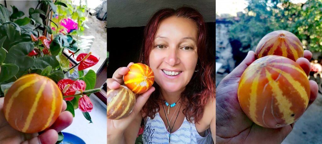 Neziha Sarı, diyor ki; Şamama kokulu kavun…