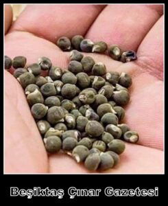 Ertan Yılmaz diyor ki; Bir zamanlar…