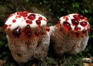 Çilek Kremalı Pasta mı? Yoksa Şeytan dişi mi?