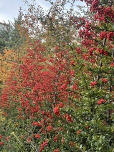 Mahmut Talan, sosyal medya hesabından: “Ankara’dan iyi akşamlar diliyorum,” dedi ve  paylaştığı resimlerle mesajını verdi…