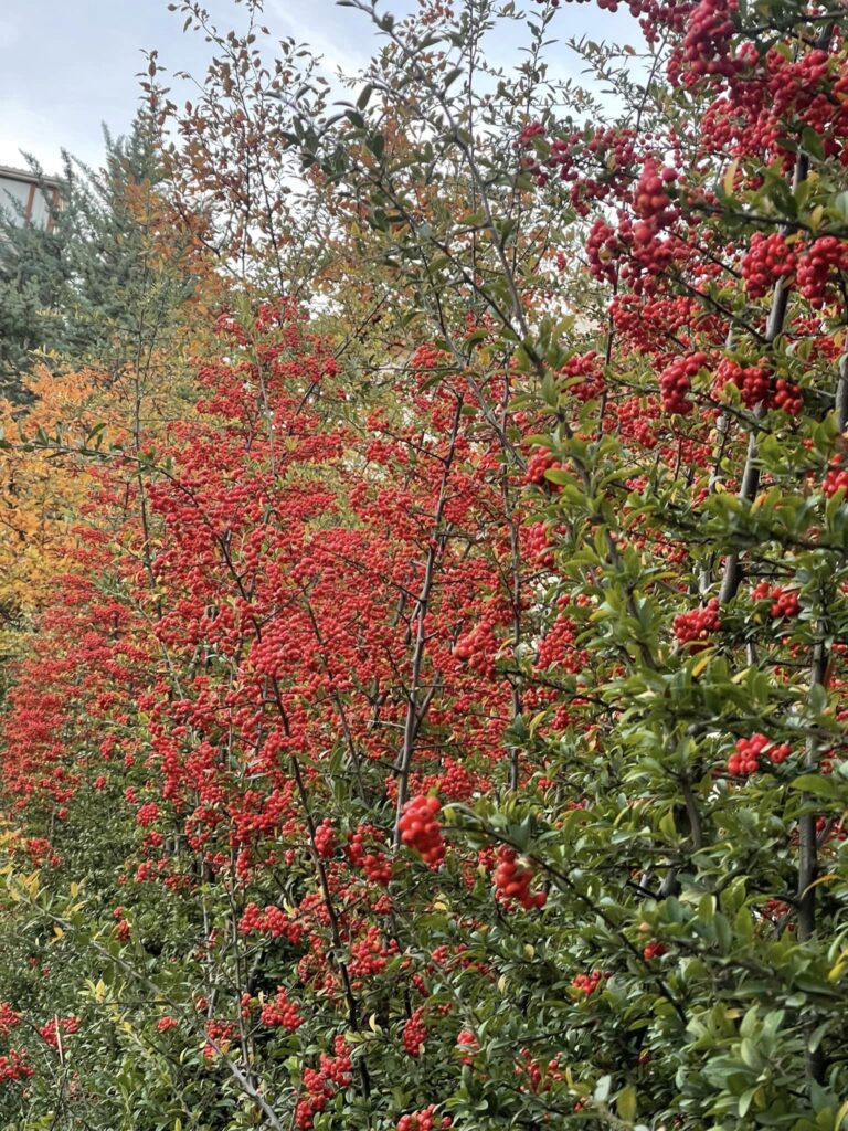 Mahmut Talan, sosyal medya hesabından: “Ankara’dan iyi akşamlar diliyorum,” dedi ve  paylaştığı resimlerle mesajını verdi…