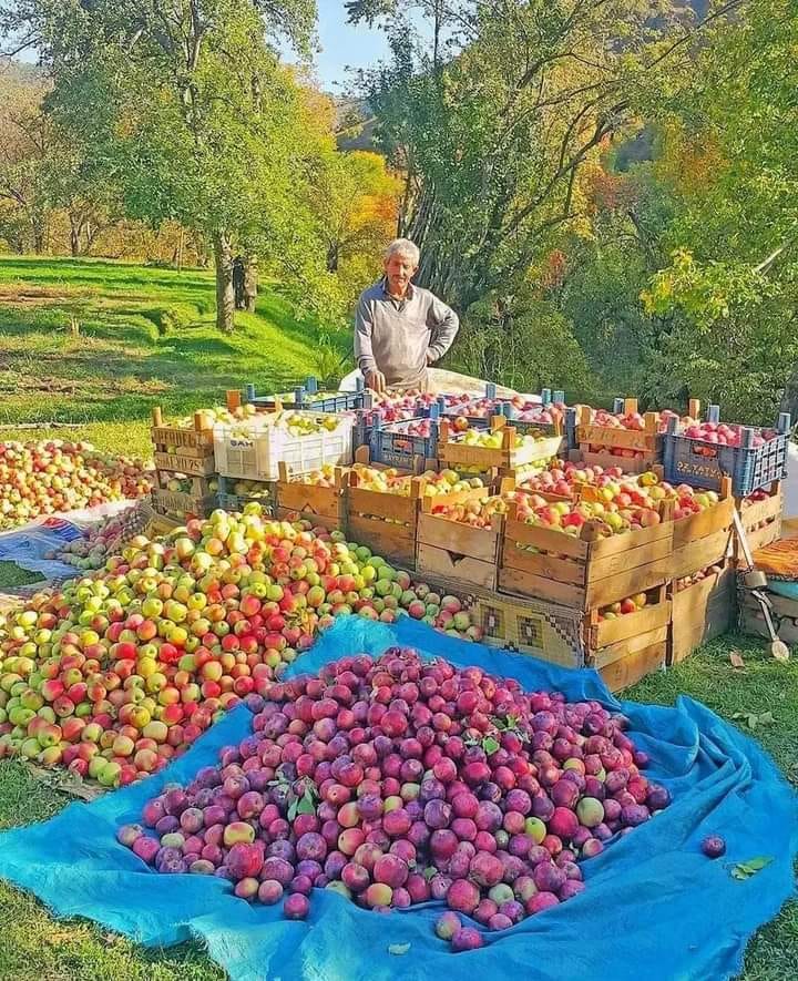 Iğdır’da elma hasadı başladı…