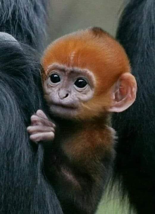 100. Maymun Etkisini Duymuş muydunuz?