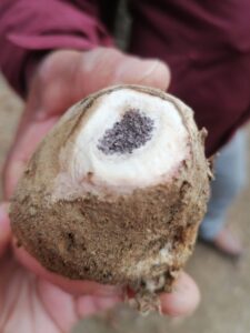 Kaz dağlarında (Domalan Mantara) ilk kez rastlandı…