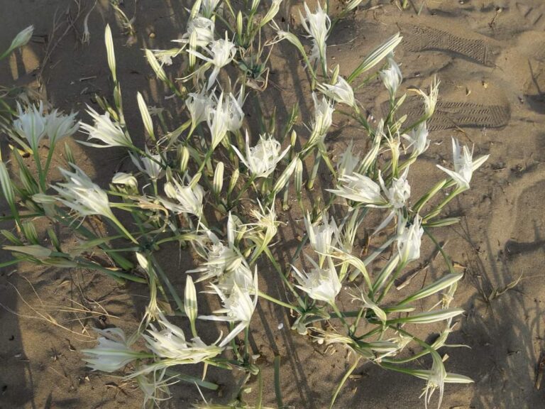 Yumurtalık ilçesin de “Kum zambağı” adlı sinema Filminin çekimleri başladı…