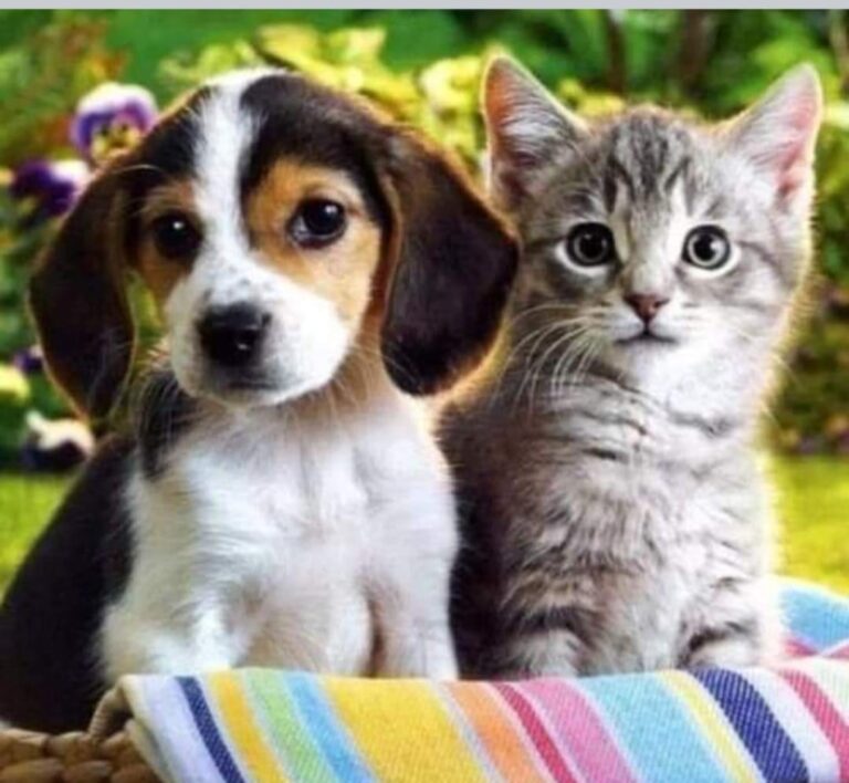 CEYHANLI Günaydınlar…