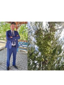 Zeytin çiçeği mis kokulu Erzin ilçesinde tarım…