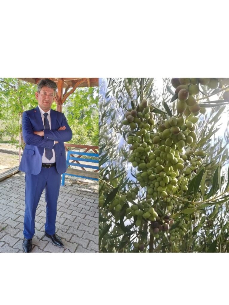 Zeytin çiçeği mis kokulu Erzin ilçesinde tarım…