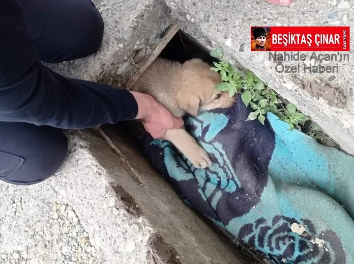 Deprem Bölgesi Hatay’da yağmur suyu kanalına sıkışan köpeği itfaiye ekipleri kurtardı…