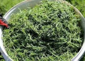 Altınözü Kozkalesi’nden Zahter Hasadı… Hatay #altınözü…