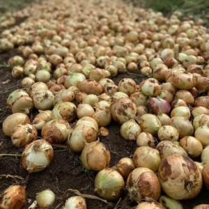 Dörtyol ilçesinde Soğan Hasadı…