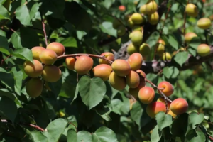 Mersin’de açık alanda kayısı hasadı başladı…
