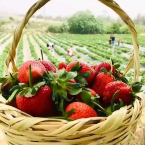 Alahan Köyü’nün umut yeşerten çilek tarlalarından sepetler dolusu günaydınlar Hatay…