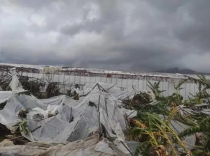 Mersin’in Anamur ilçesinde bugün saat 10.30 civarında meydana gelen hortumda çok sayıda sera zarar gördü…
