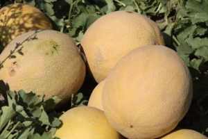 Rengi, tadı ve kokusu ile meşhur olan Kırıkhan kavunu hasadı devam ediyor…