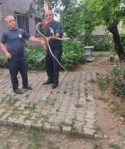 Payas İlçesi Kürtül Mahallesinde çadıra giren Karayılan, Hatay Büyükşehir Belediyesi itfaiye ekipleri tarafından yakalanarak, doğal yaşam alanına bırakıldı…