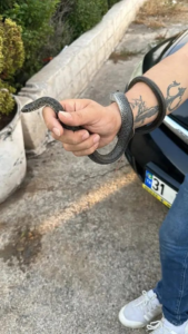 Yılancı Kemal’ yine yakaladı! ‘İnsanlardan uzak dur’…