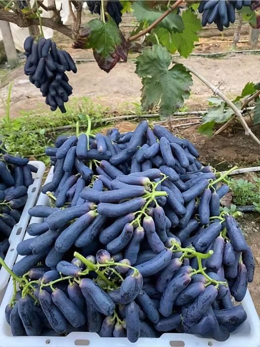 Gaziantep İslahiye’de Yetişen Antep Karası Parmak Üzümü…