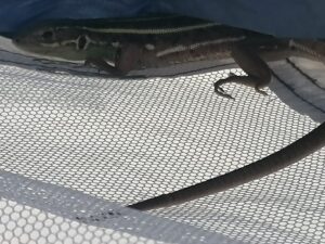 NEZİHA SARI İLE DOĞAYI HİSSET YENİ YERLER VE GÜZELLİKLER KEŞFET…