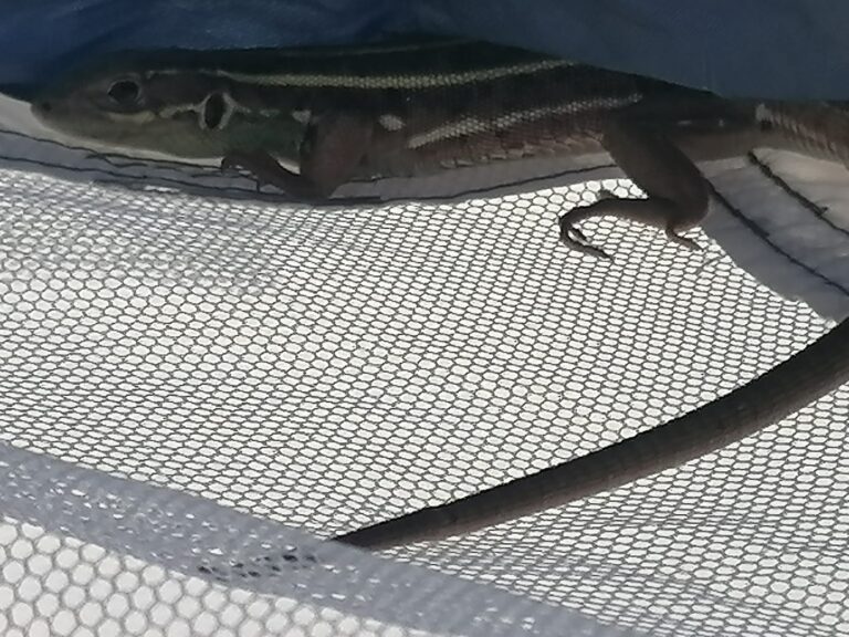 NEZİHA SARI İLE DOĞAYI HİSSET YENİ YERLER VE GÜZELLİKLER KEŞFET…