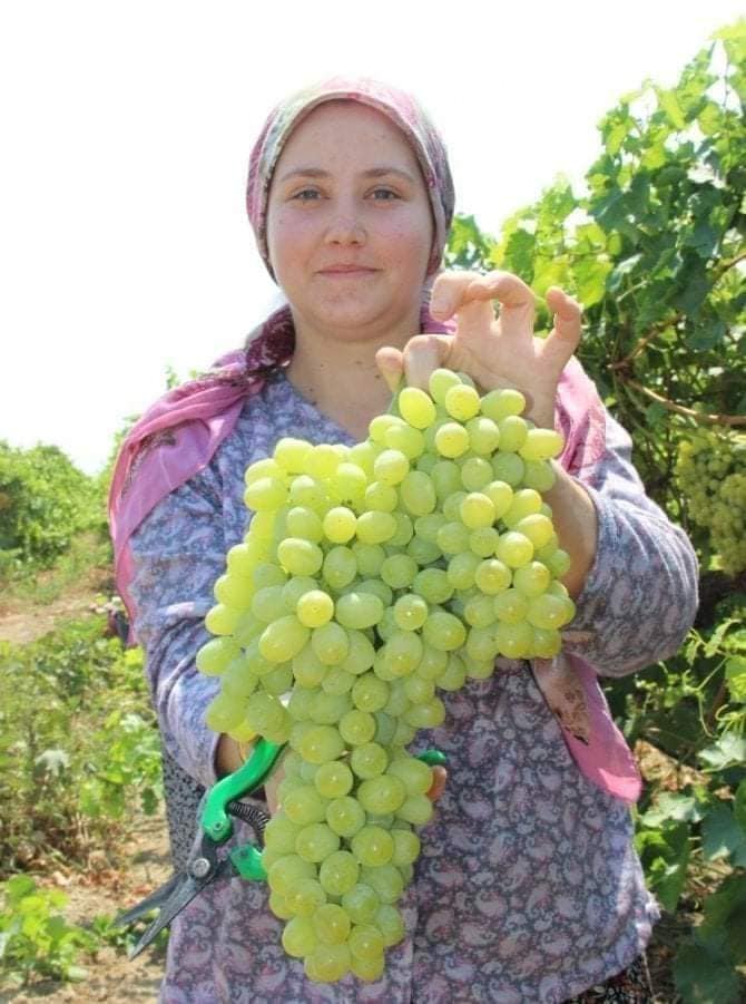 Tarlada izi olmayanın yemekte yüzü olmazmış…