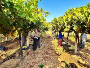 Hassa’nın bereketli bağlarında Üzüm Hasadı devam ediyor…