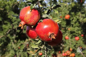 Kilis’te 10 bin dekar alanda yetiştirilen Hicaz narında hasat devam ediyor…