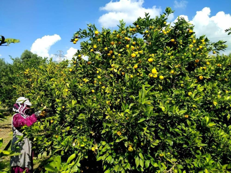 JANDARMA, NARENCİYE HIRSIZLŞIĞINA KARŞI 24 SAAT GÖREV BAŞINDA