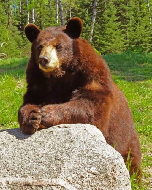 Bir grup ayı, Artvin’de 100 Bin TL değerinde 100 kilogram kestane balını yedi…