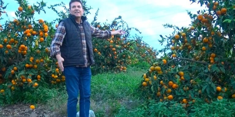 Narenciye Yetiştiricisinden Sitem! Sahipsiz Bırakıldık!