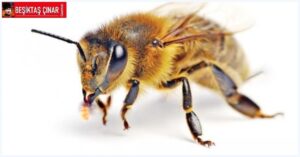 2024 Belediye Seçim Vaatleri… Ağzı Bal Yapan Arının, Kuyruğunda İğnesi Var’ı Akla Getirdi…