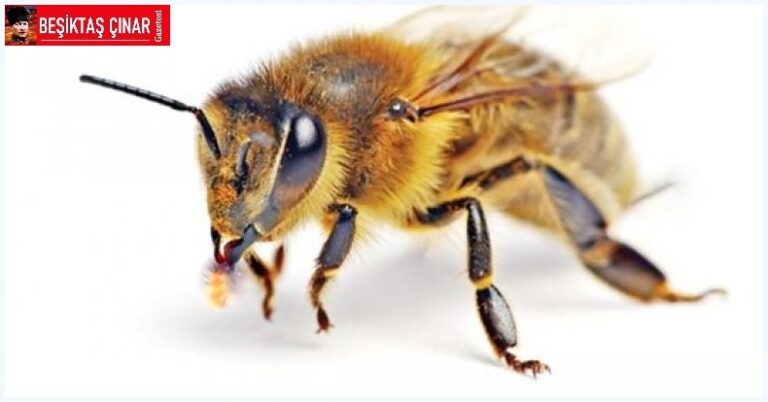 2024 Belediye Seçim Vaatleri… Ağzı Bal Yapan Arının, Kuyruğunda İğnesi Var’ı Akla Getirdi…