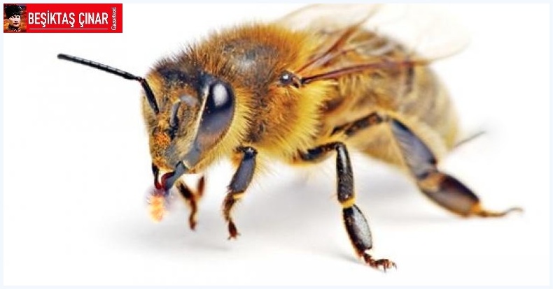 2024 Belediye Seçim Vaatleri… Ağzı Bal Yapan Arının, Kuyruğunda İğnesi Var’ı Akla Getirdi…