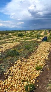 Sanatçı Selda Bağcan’ın Şarkı Sözü Gerçek Oldu: Yiğit Muhtaç Olmuş Kuru Sağana…