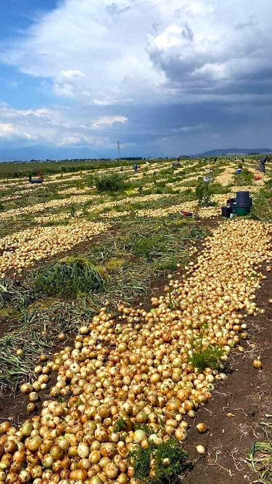 Sanatçı Selda Bağcan’ın Şarkı Sözü Gerçek Oldu: Yiğit Muhtaç Olmuş Kuru Sağana…