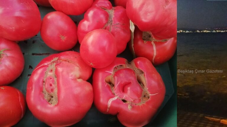 Doğal Domates, Biber, Patlıcan: Eskilerin Lezzeti Geri Döndü!