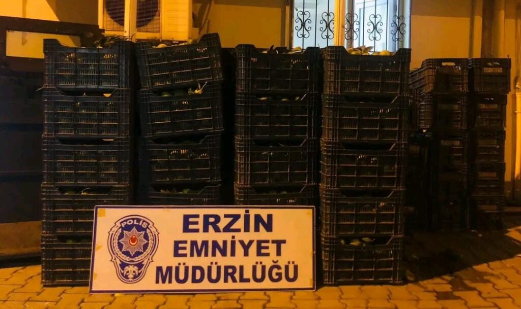 Erzin’de Narenciye Hırsızlığı…