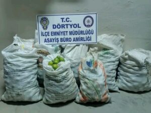 DÖRTYOL’DA MANDALİNA ÇALAN KİŞİLER YAKALANDI