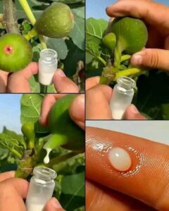 İncir ağacının gizli gücü nedir?