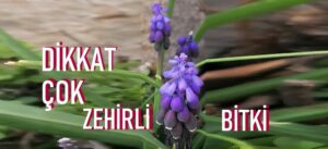 Kesinlikle bu bitkiyi harici ve dahili kullanmıyoruz ciddi derecede zehirlidir…