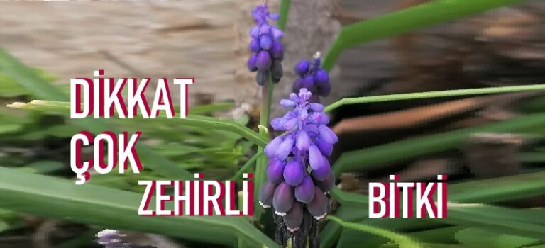 Kesinlikle bu bitkiyi harici ve dahili kullanmıyoruz ciddi derecede zehirlidir…