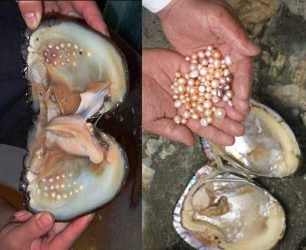 İNCİNİN HİKAYESİ