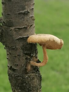 DOĞAYI KABUL ET YAŞA HİSSET