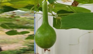 Geçmişin İzinde: Kernip’in Anlamı ve Kullanımı…