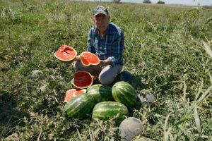 Neziha Sari: Sözleşmeli ekti 3 bin 500 ton karpuzu tarlada kaldı…