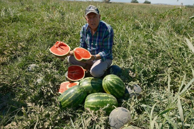 Neziha Sari: Sözleşmeli ekti 3 bin 500 ton karpuzu tarlada kaldı…