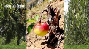 CHP İstanbul İl Başkanı Çelik tekrar mazbatasını aldı…