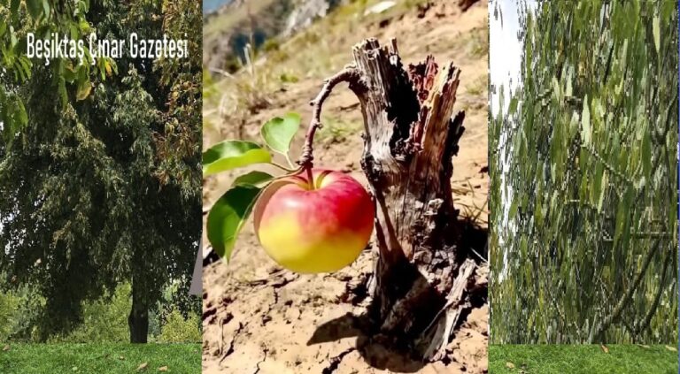 CHP İstanbul İl Başkanı Çelik tekrar mazbatasını aldı…